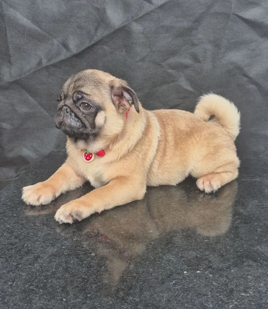Pug - Foto 3