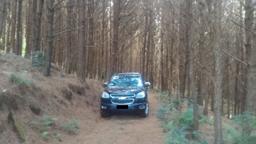 FLORESTA DE PINUS