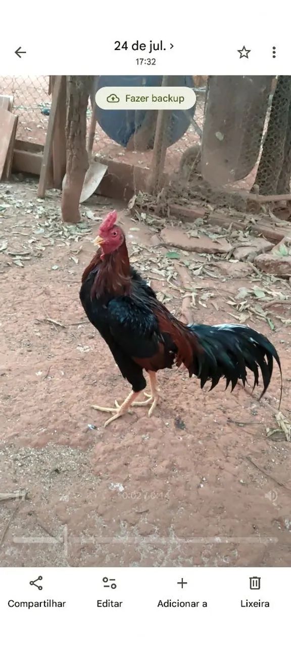 Frango bode - Foto 5