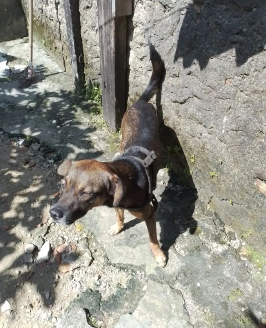 Cão Ideal para Proteção e Alerta - Procura um Lar! - Foto 4