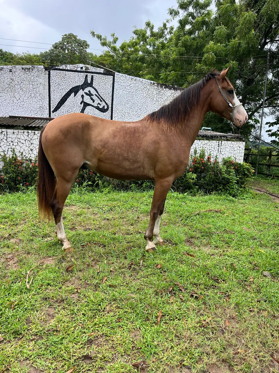 CAVALO LINDO E TOP DE MARCHA PiCADA - Foto 6
