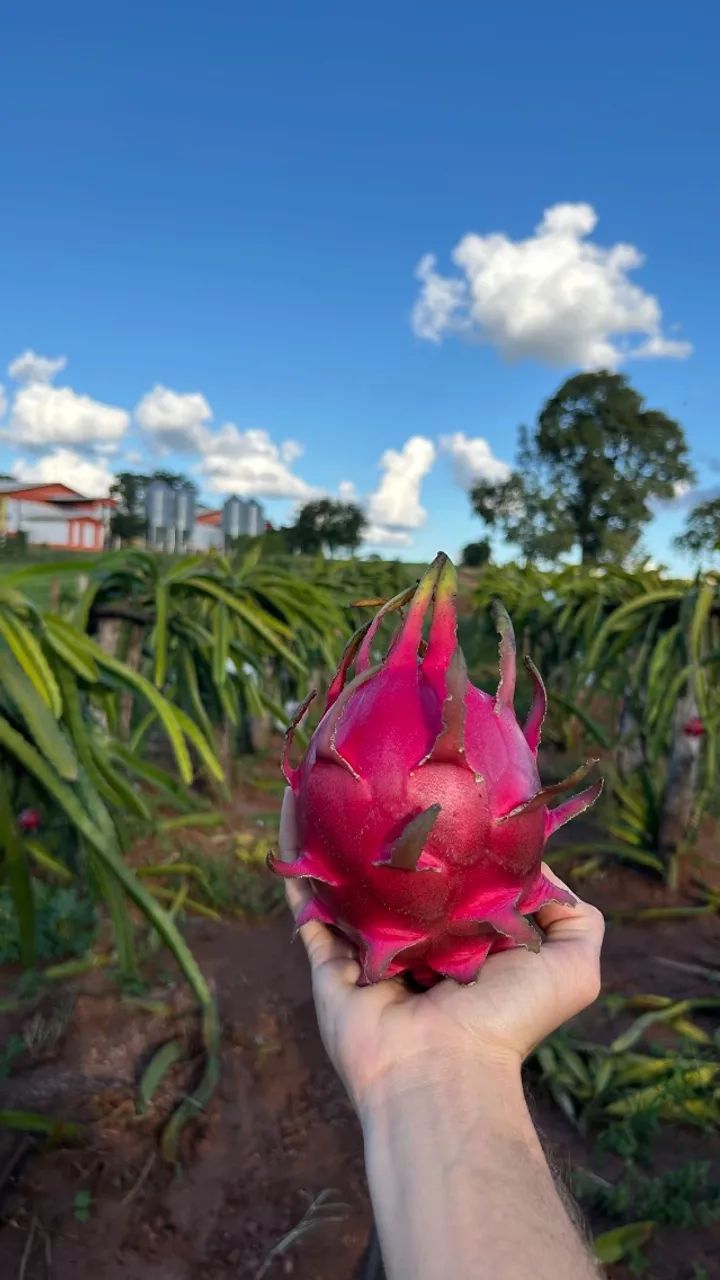 Muda de pitaya autofertil 