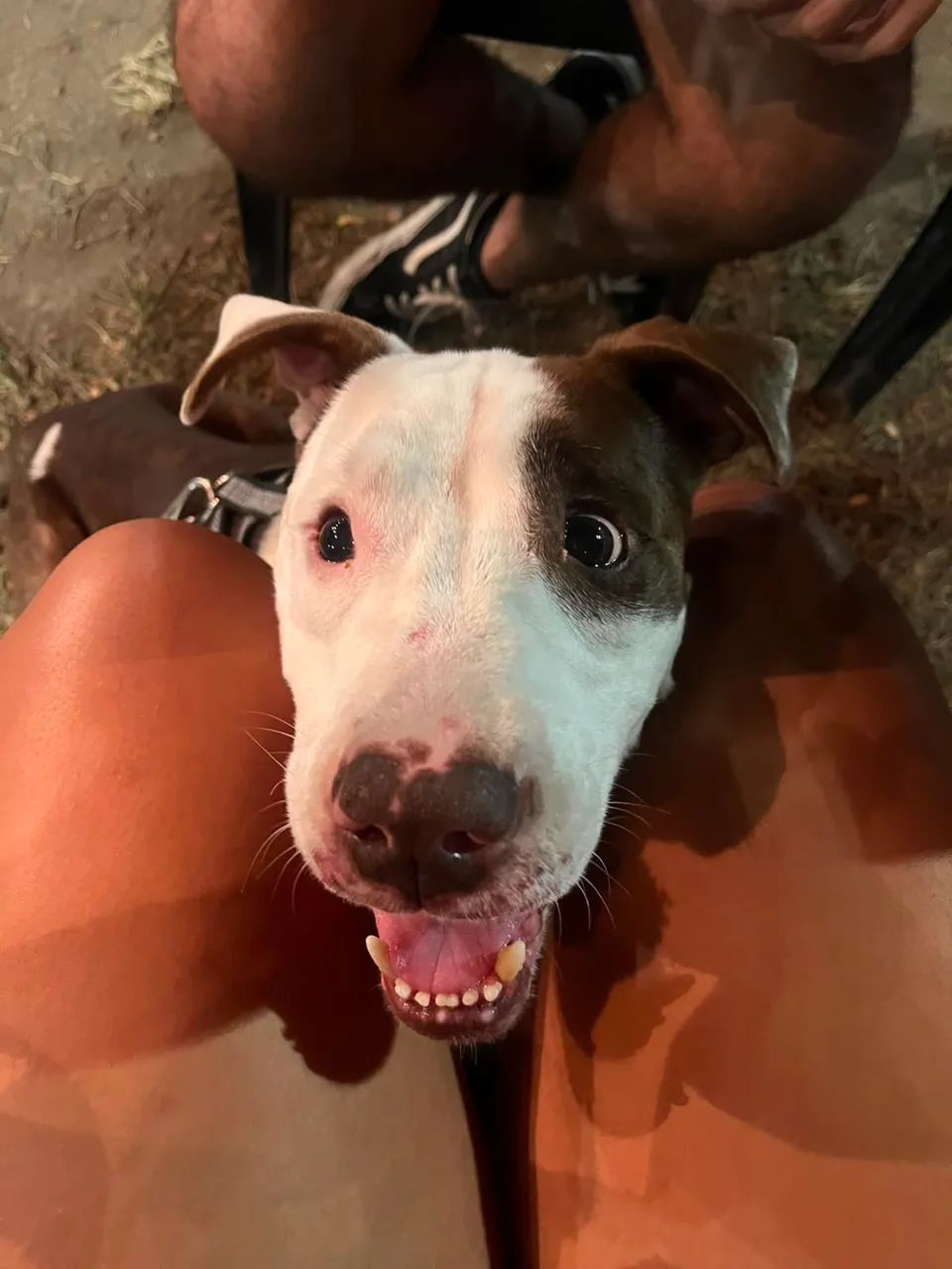 Adoção de cachorro pitbull - Foto 2