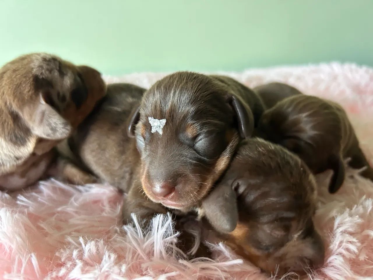 Dachshund Kanichen 
