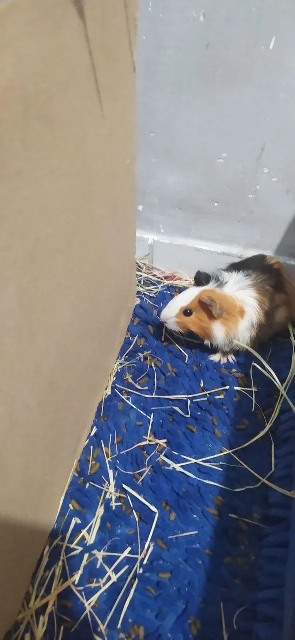 Porquinho da índia fêmea 