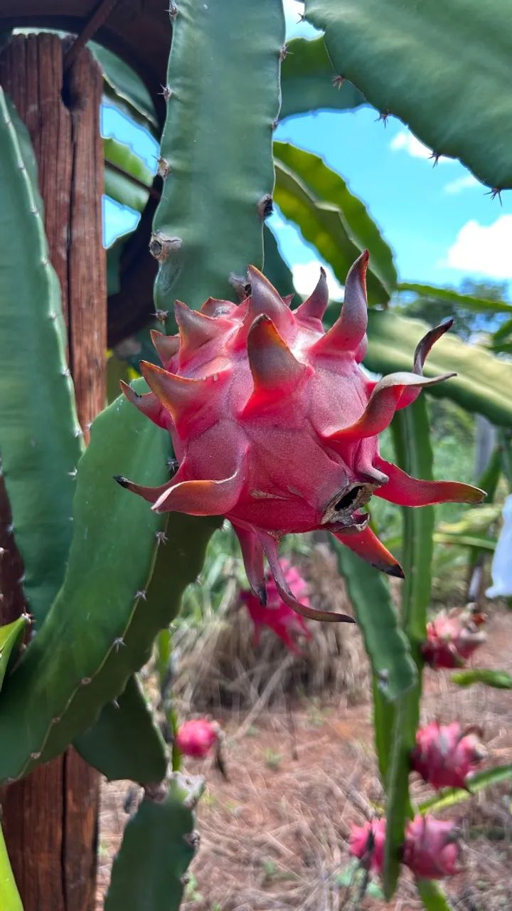Muda de pitaya autofertil  - Foto 2