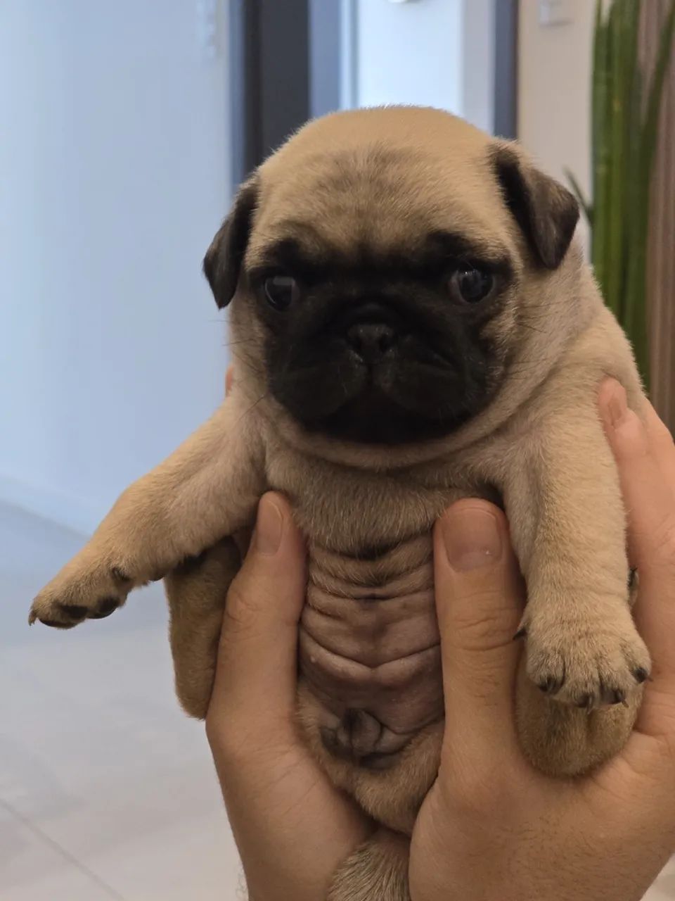 Filhotes de PUG - Foto 4