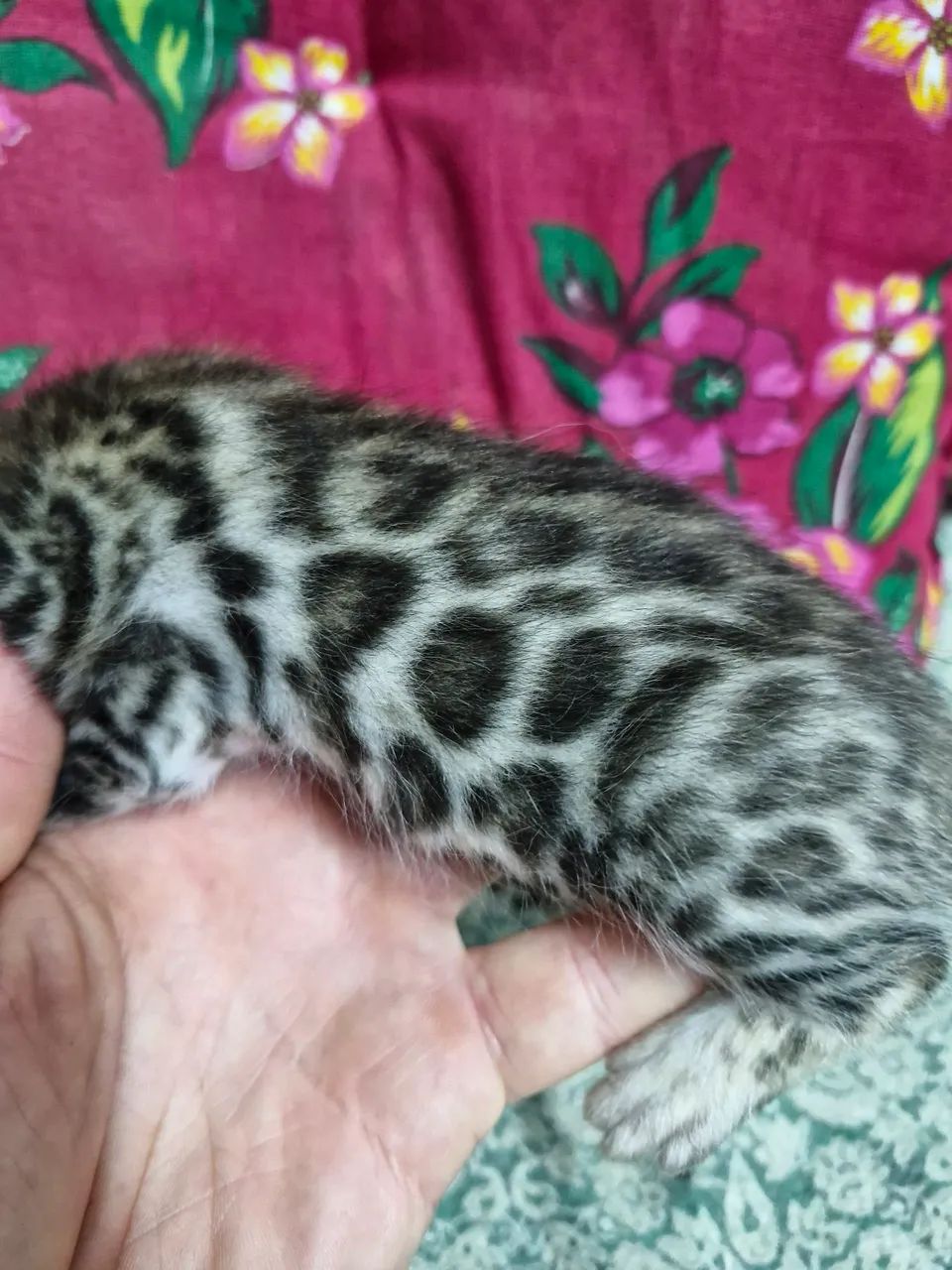 Bengal  - Foto 4