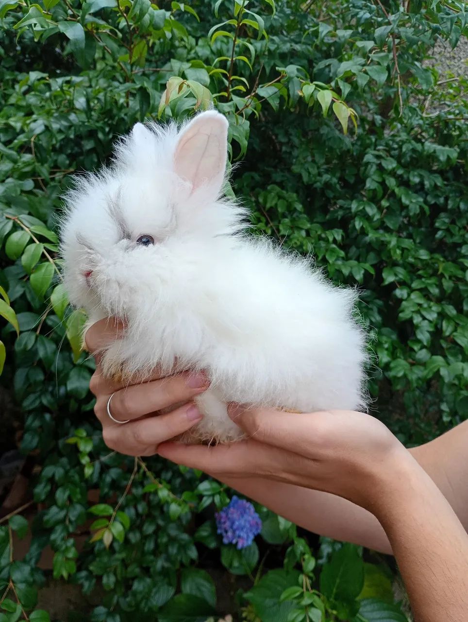 Filhotes de coelho mini lion