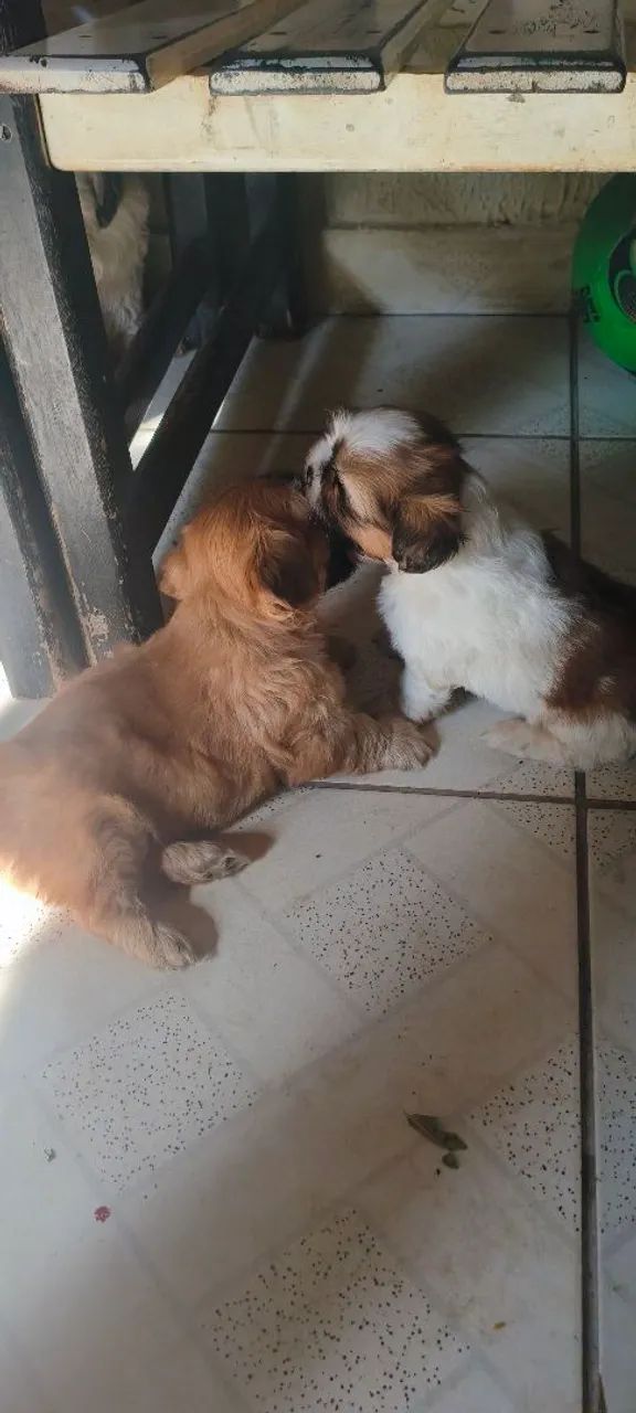 Shitzu machos - Foto 2