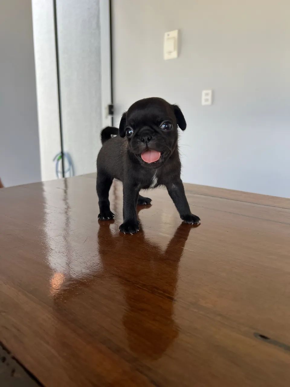 Filhote de PUG  - Foto 3