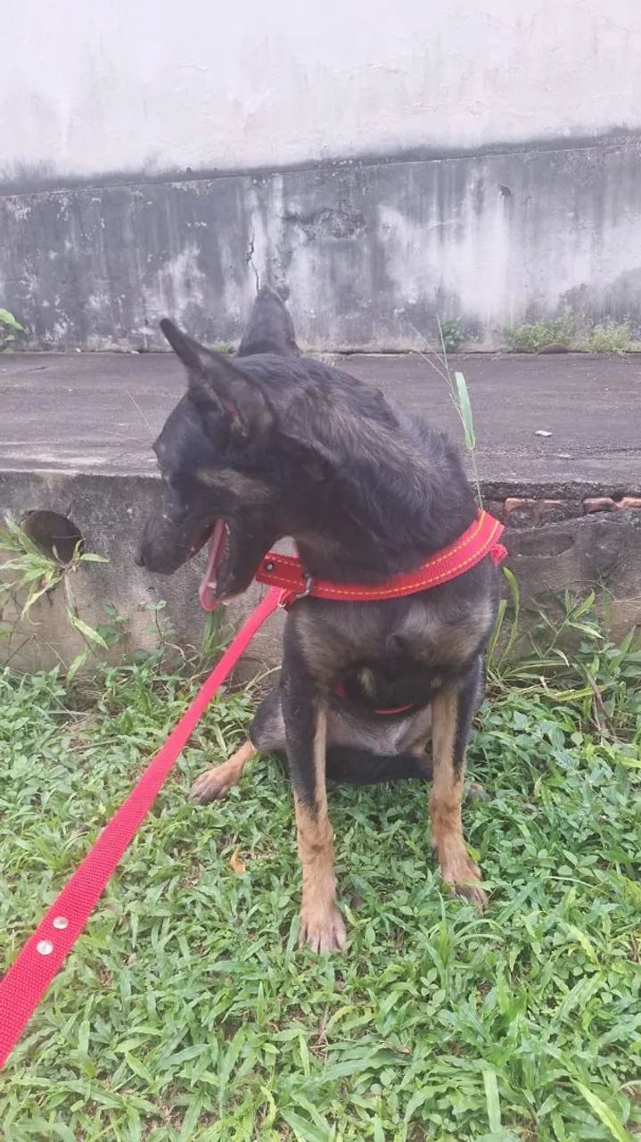 Adoção de cachorro 