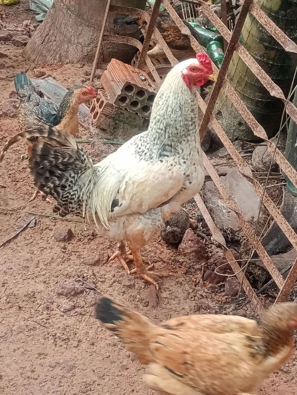 Galos e galinha - Foto 2