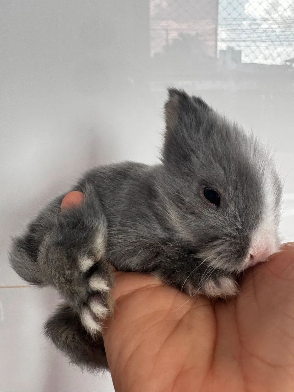 Mini coelho  - Foto 4