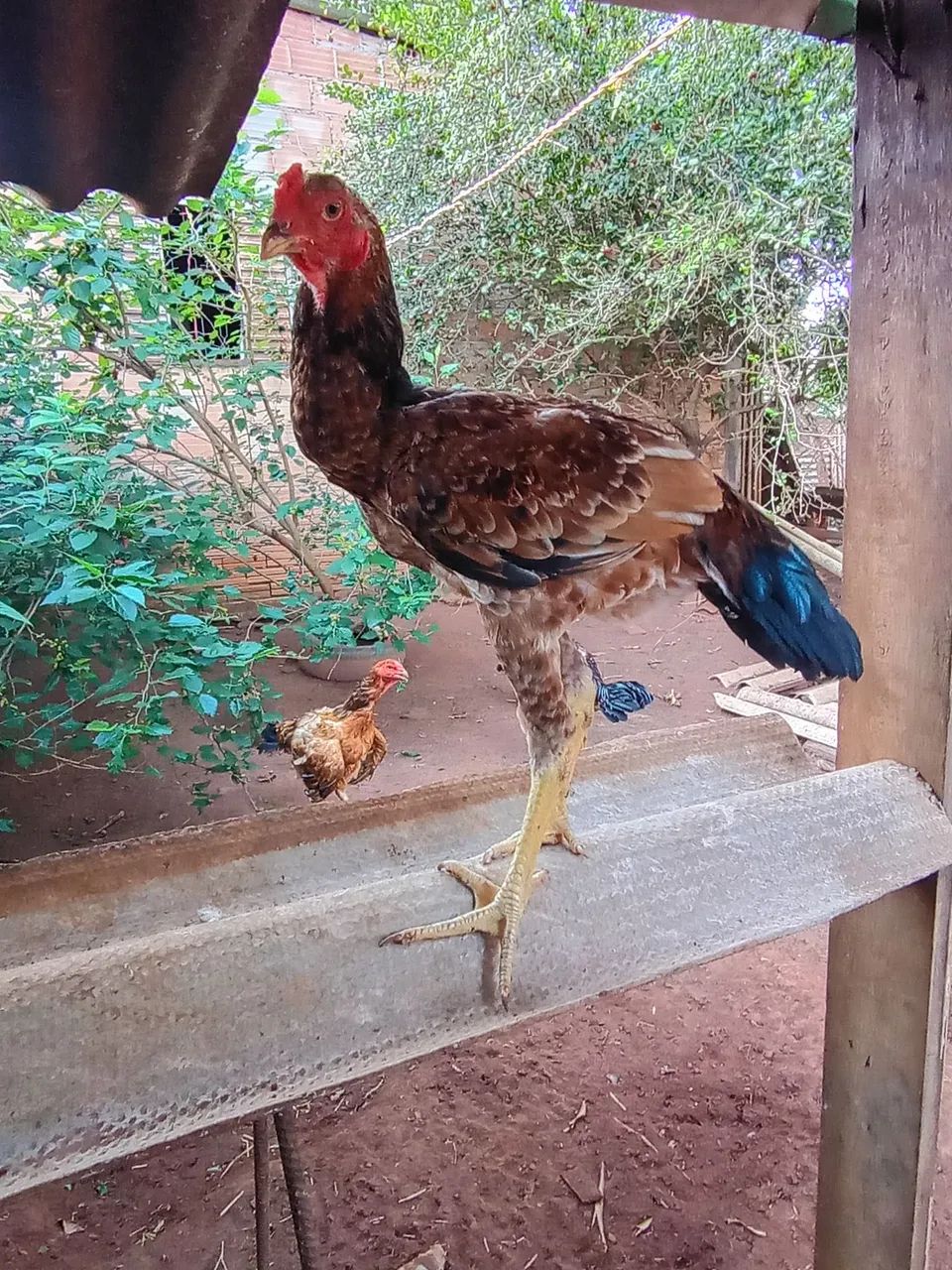 Frango Índio Gigante 
