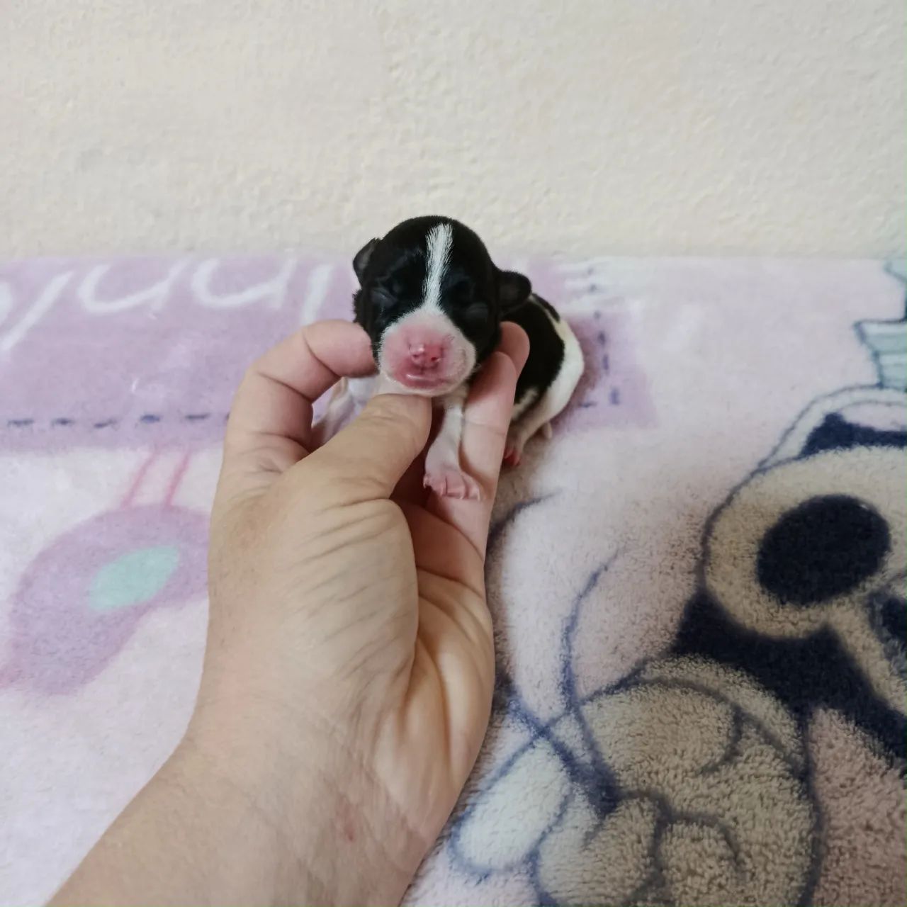 Pinscher - Foto 3