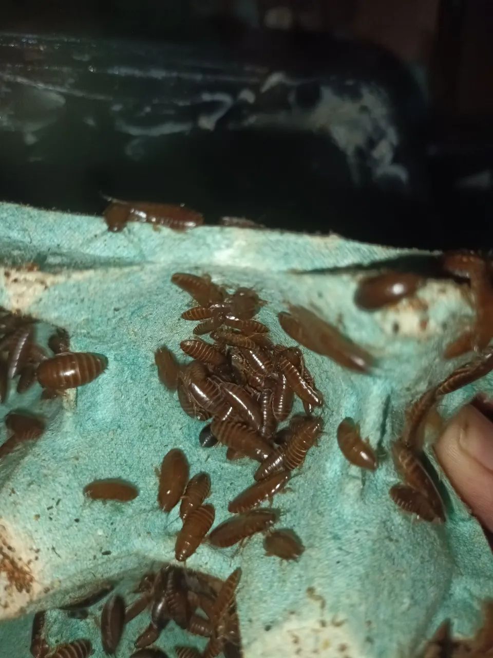 Baratas sinerea africana - Foto 4