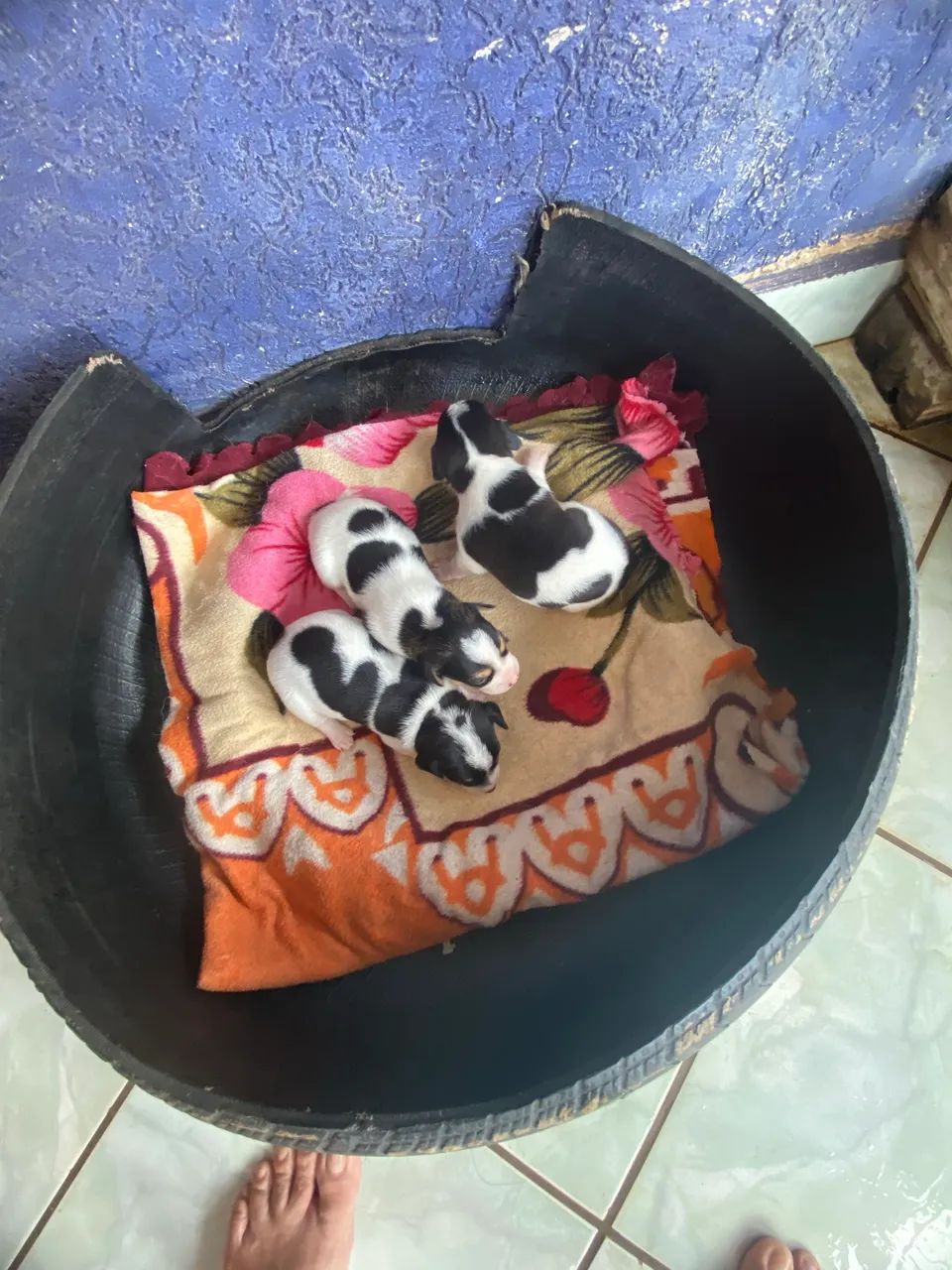 Fox Paulistinha  - Foto 5