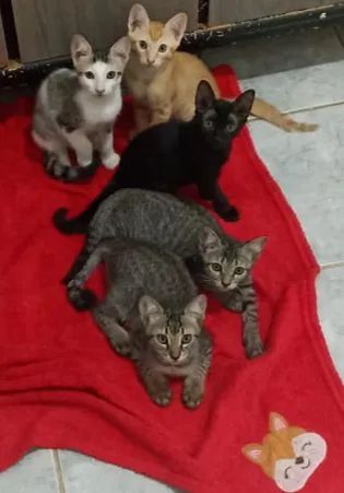 Gatinhos para Adoção 