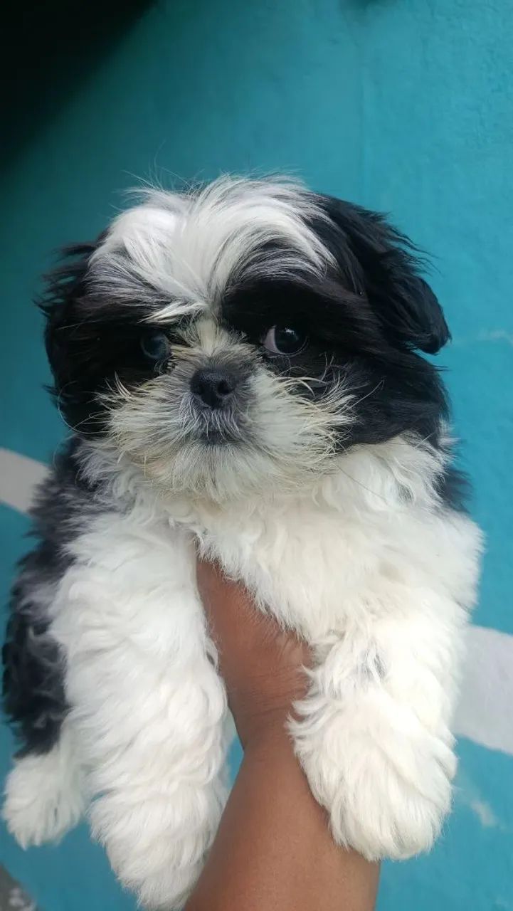 Shih macho - Foto 2