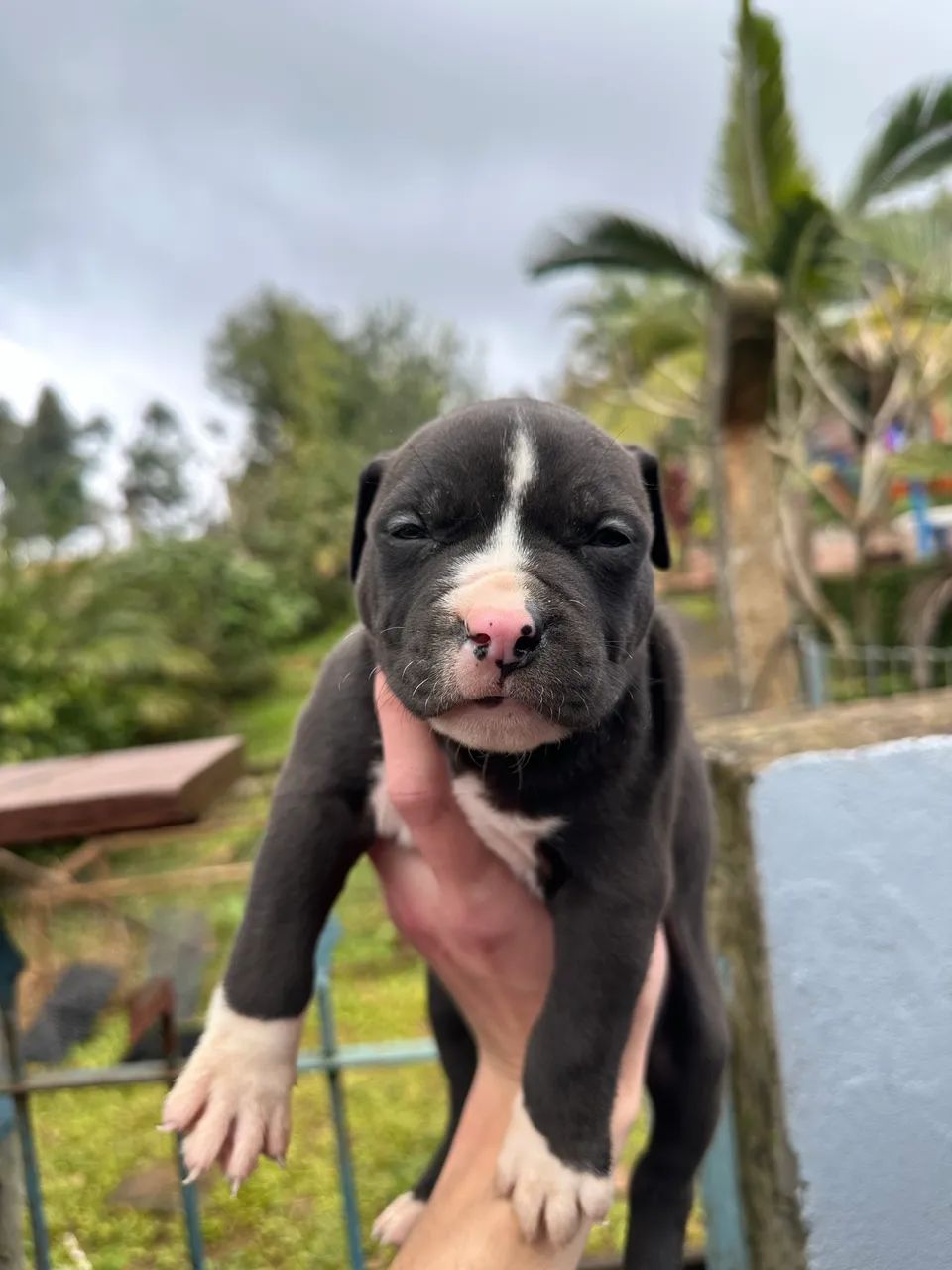 Pitbull AMSTAFF - Foto 2