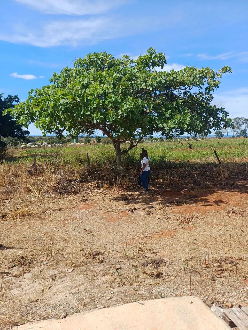 HIDROLANDIA 1ALQUEIRE 48 mil metros ?  - Foto 2