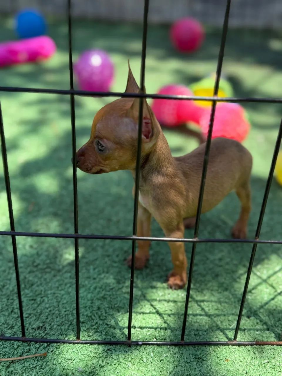 Pinscher Zero - Foto 2