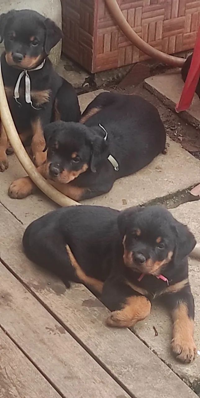 Filhotes de Rottweiler - Foto 2
