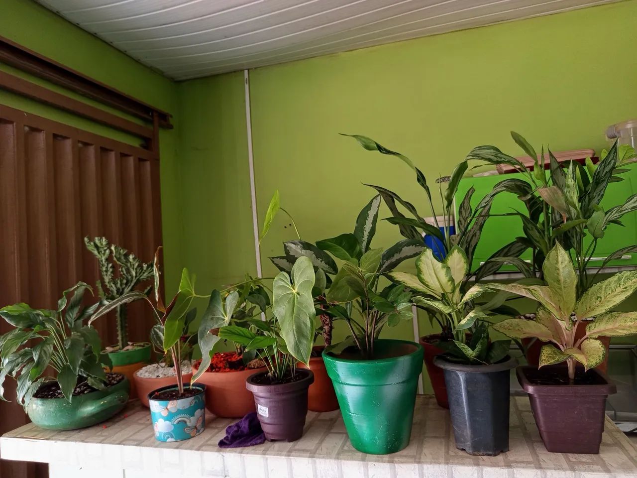 Bazar de plantas! - Foto 3