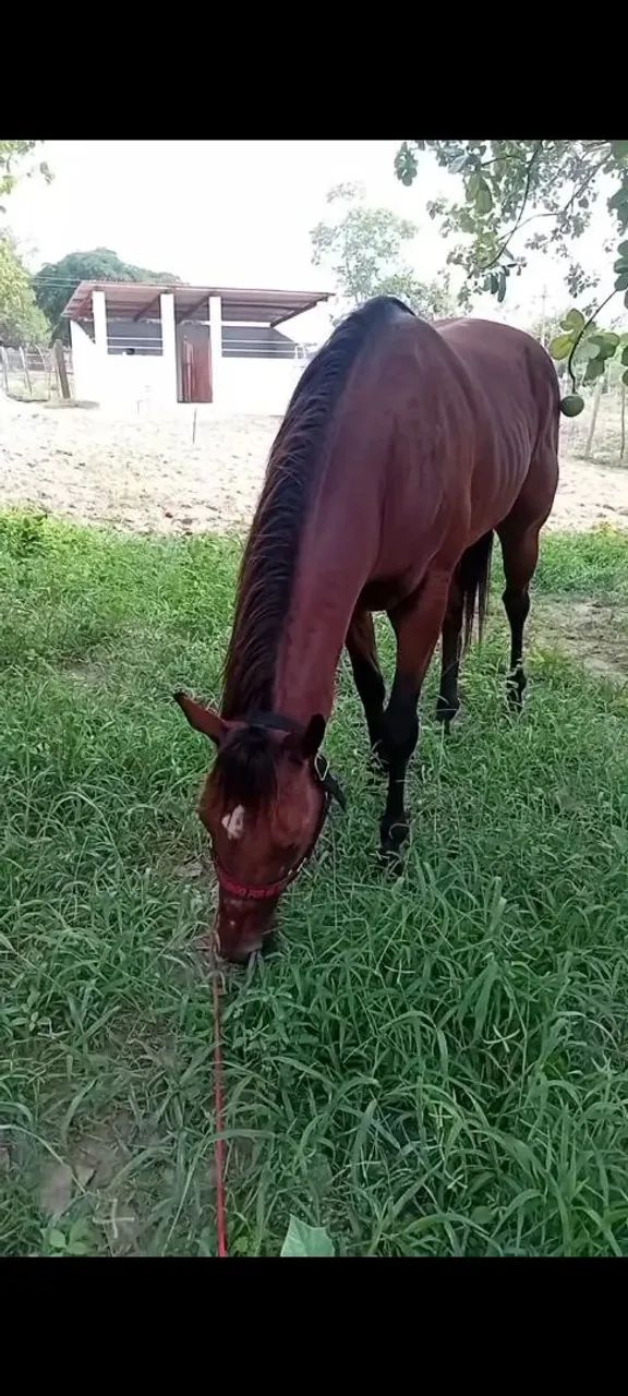 Cavalo garanão  - Foto 2