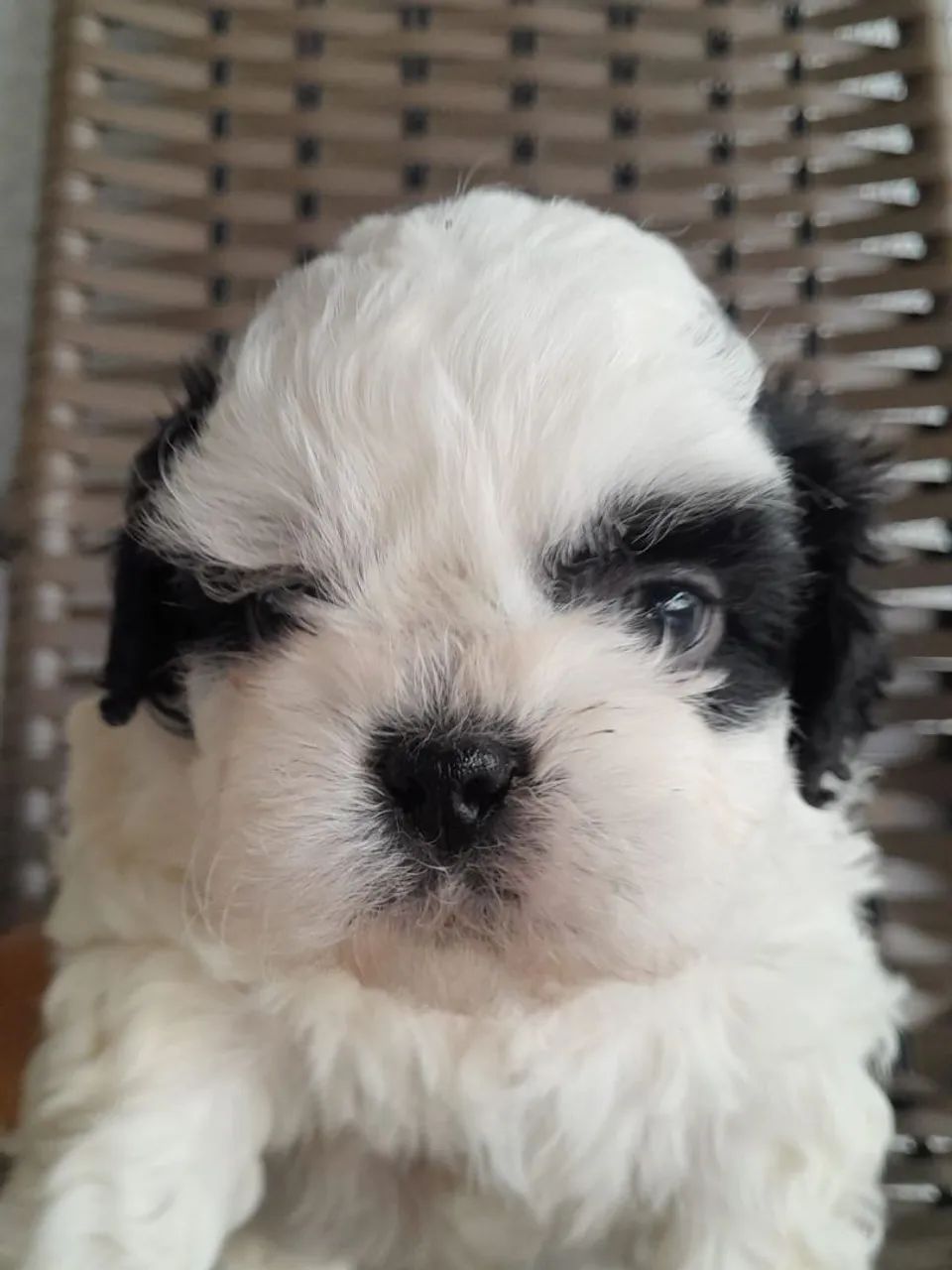 Vende shihtzu  - Foto 2