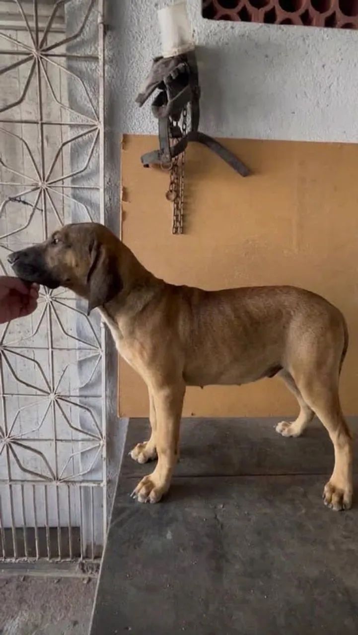 Fila Brasileiro - Foto 3