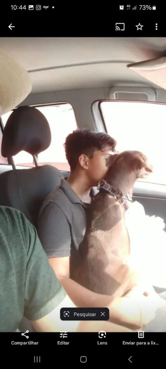 Doação cachorro 