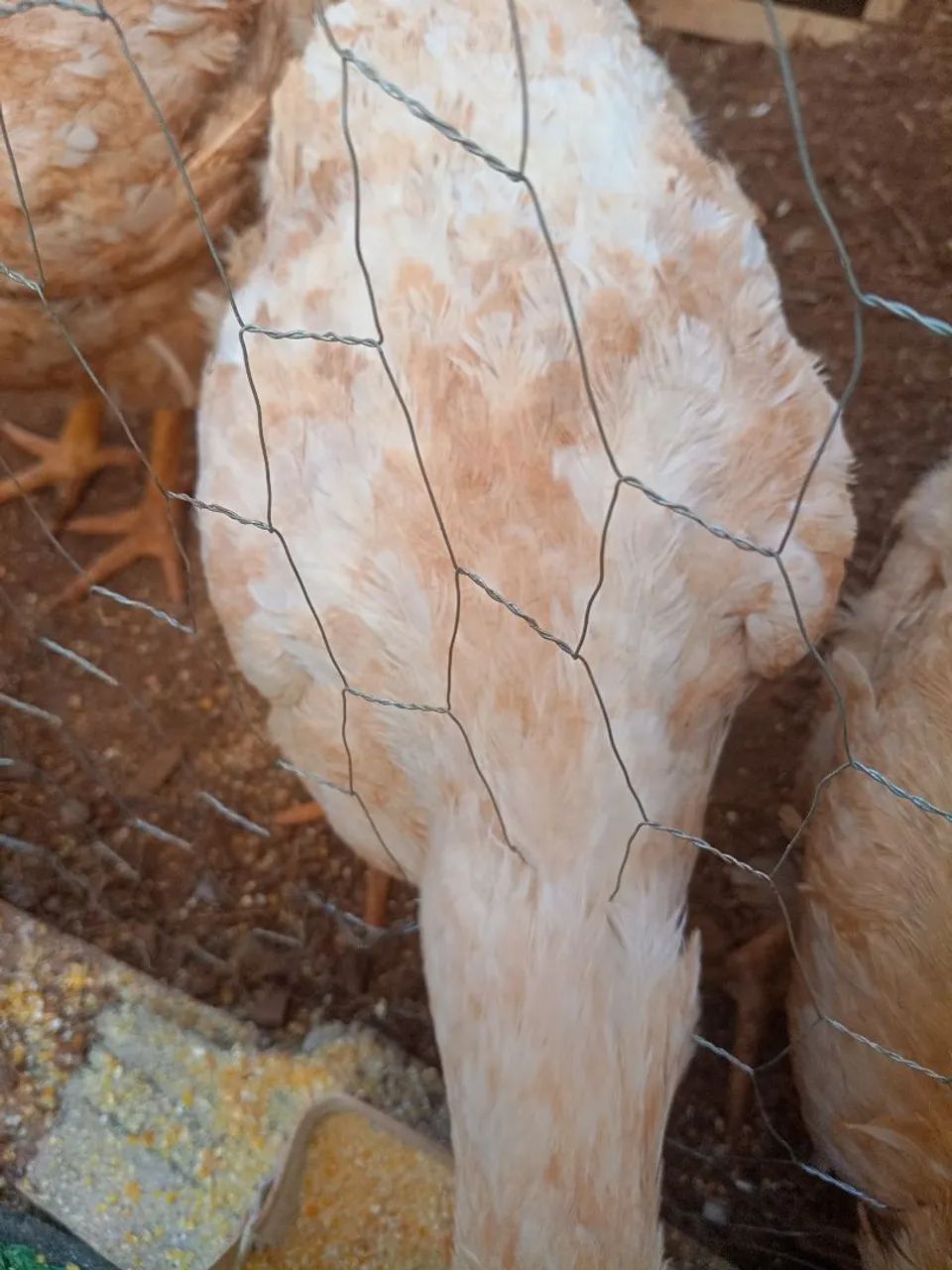 Galinhas - Foto 2