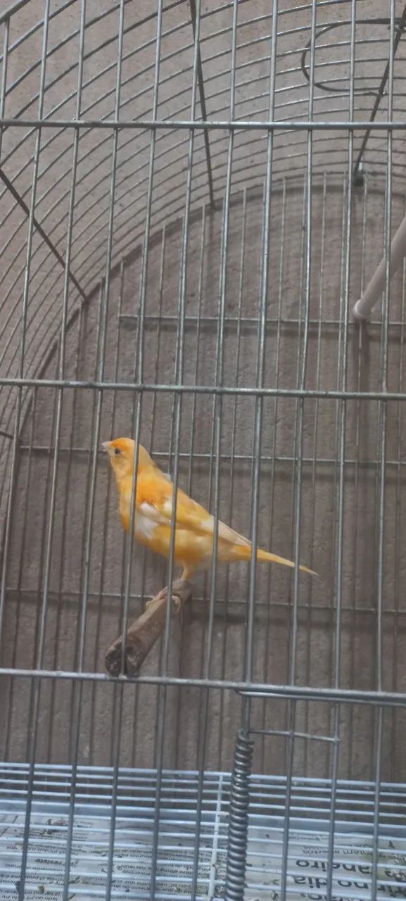 Calça cenoura  - Foto 4