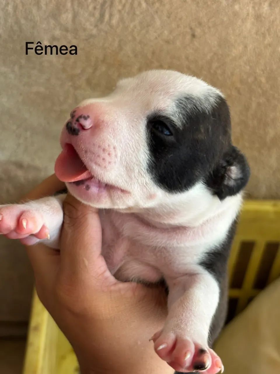 Filhote de Pitbull - Foto 5