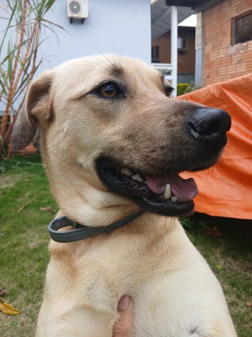 Doação cachorrinho 