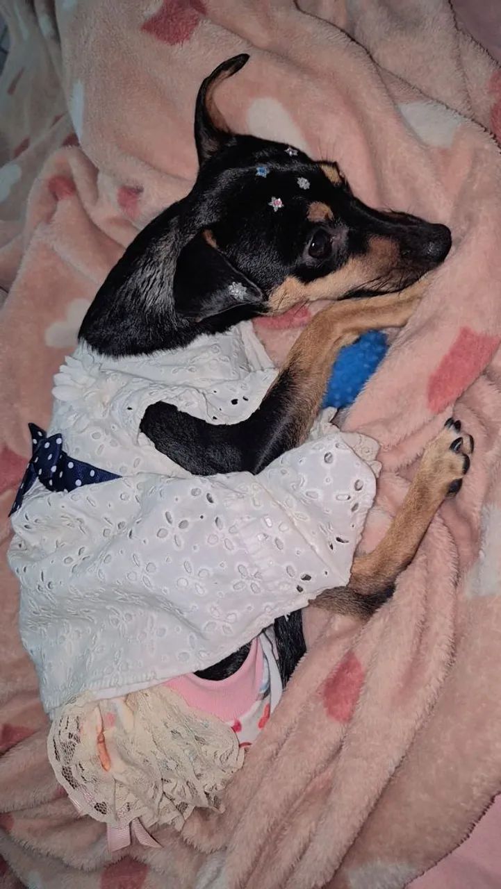 Doação de um pinscher
