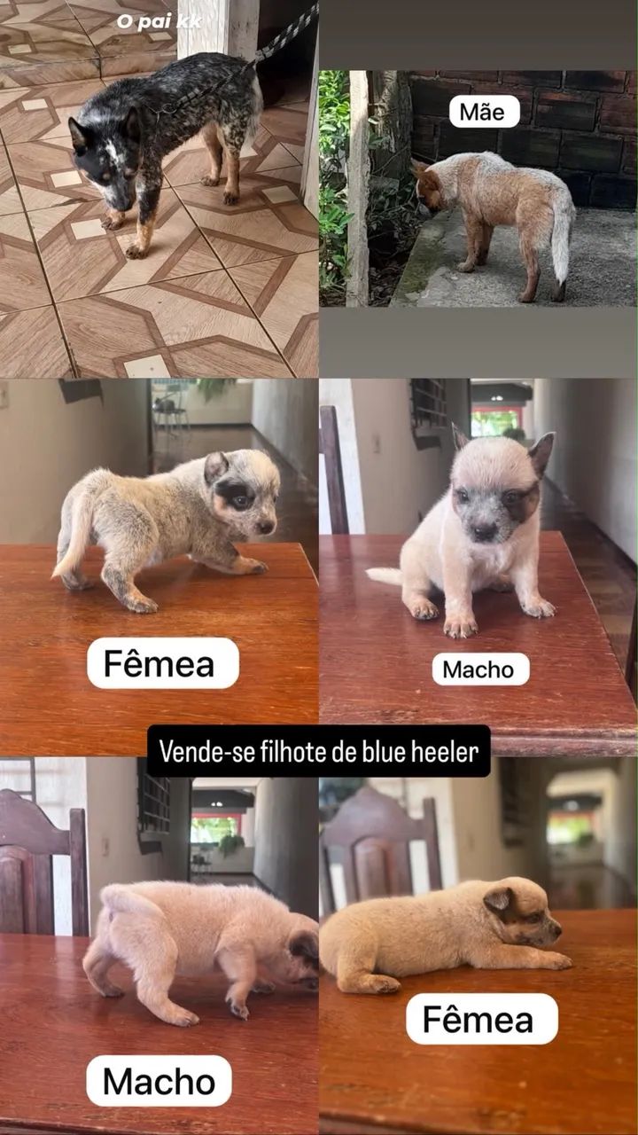 Blue heeler - Foto 3