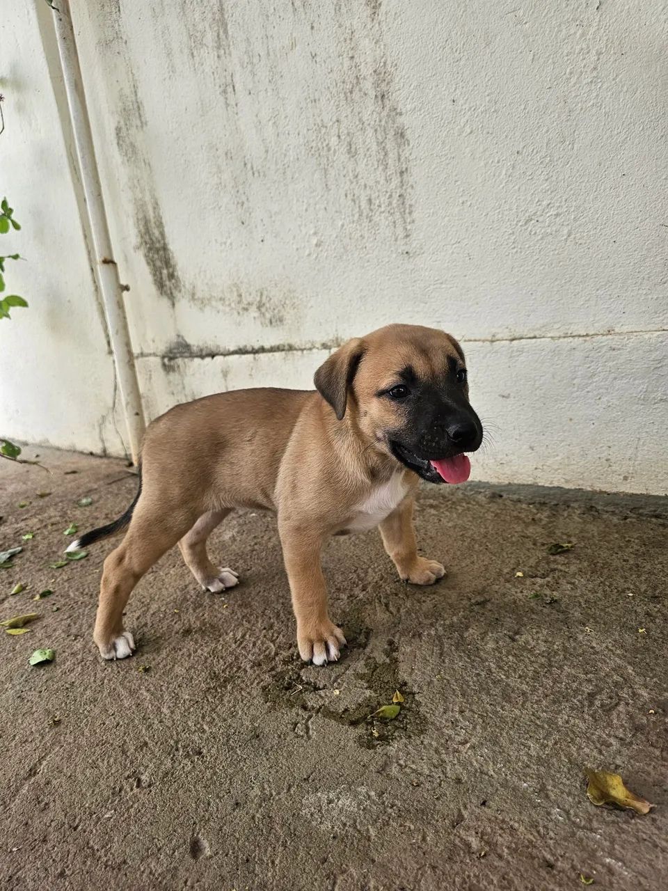 Doação  - Foto 2