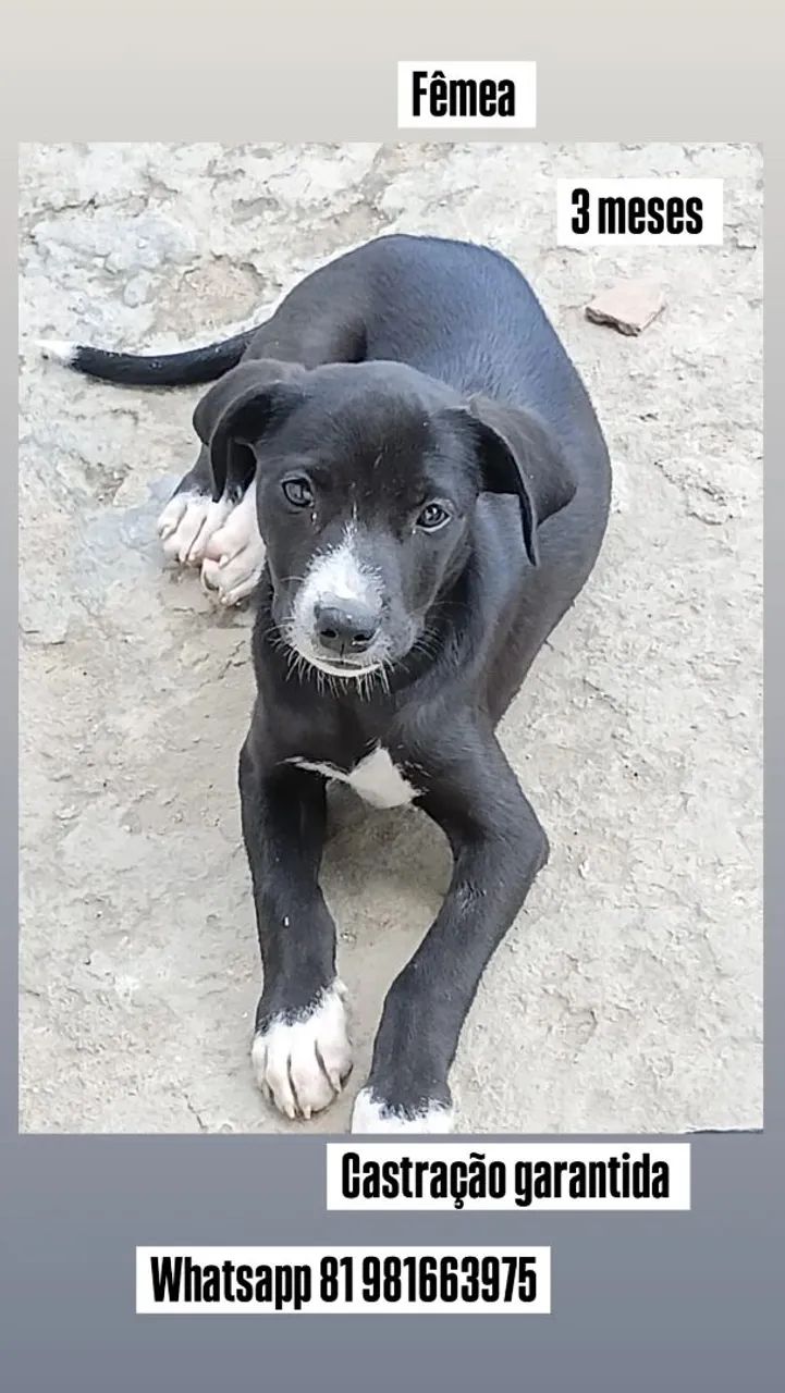 Cadela - Foto 3