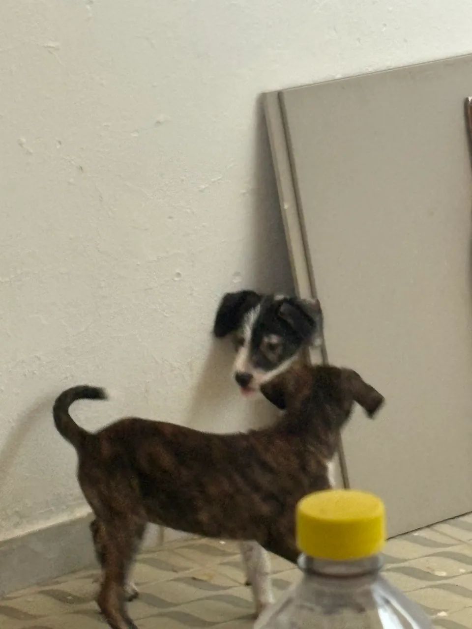 cachorros para adoção !