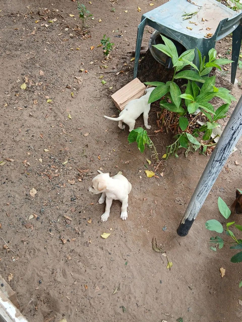 Doação de filhotes de cachorro  - Foto 5