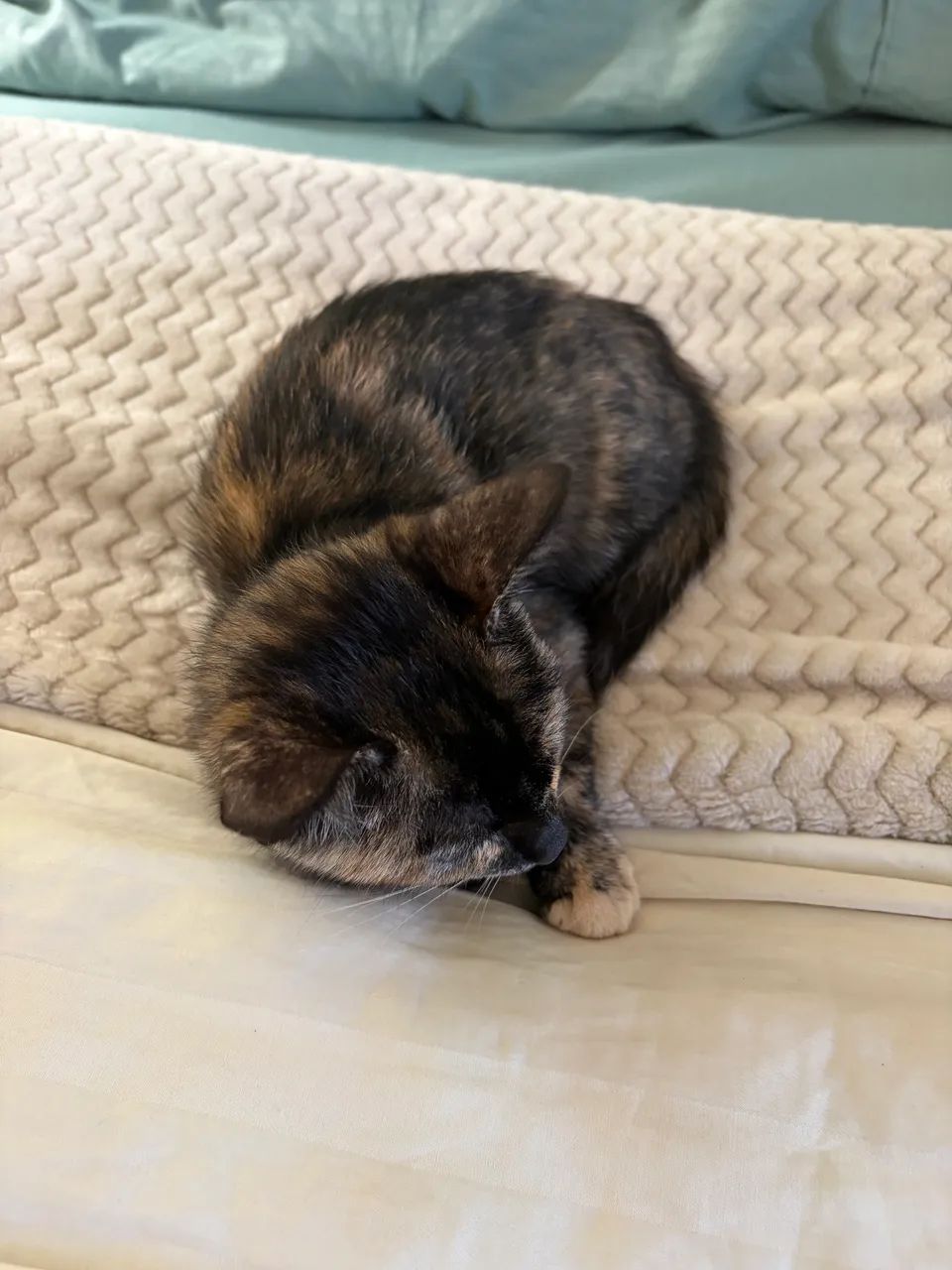 Doação de gata filhote