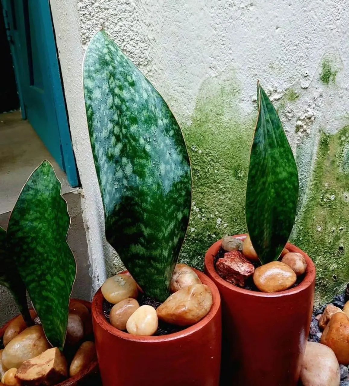 Planta espada de São Jorge  - Foto 4