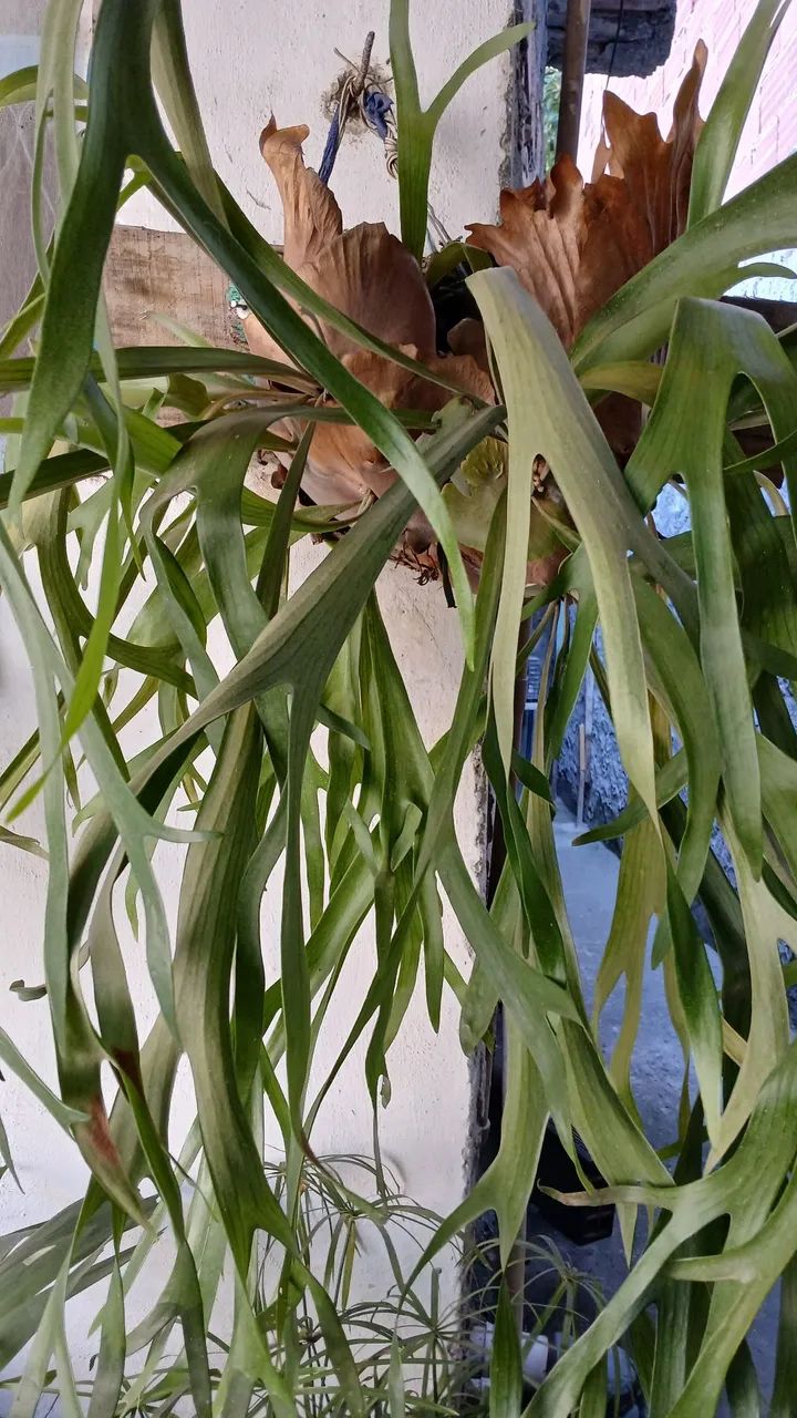 Plantas 