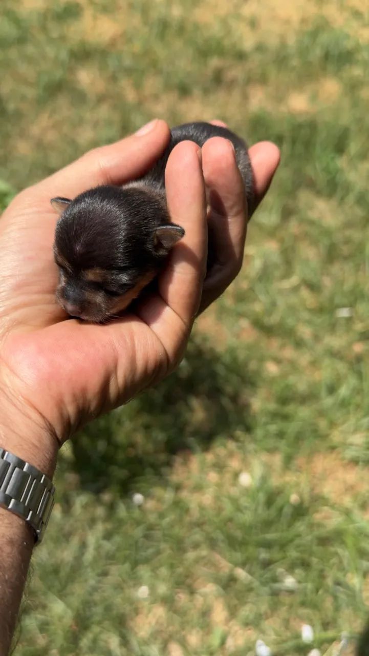 Pinscher macho zero - Foto 3
