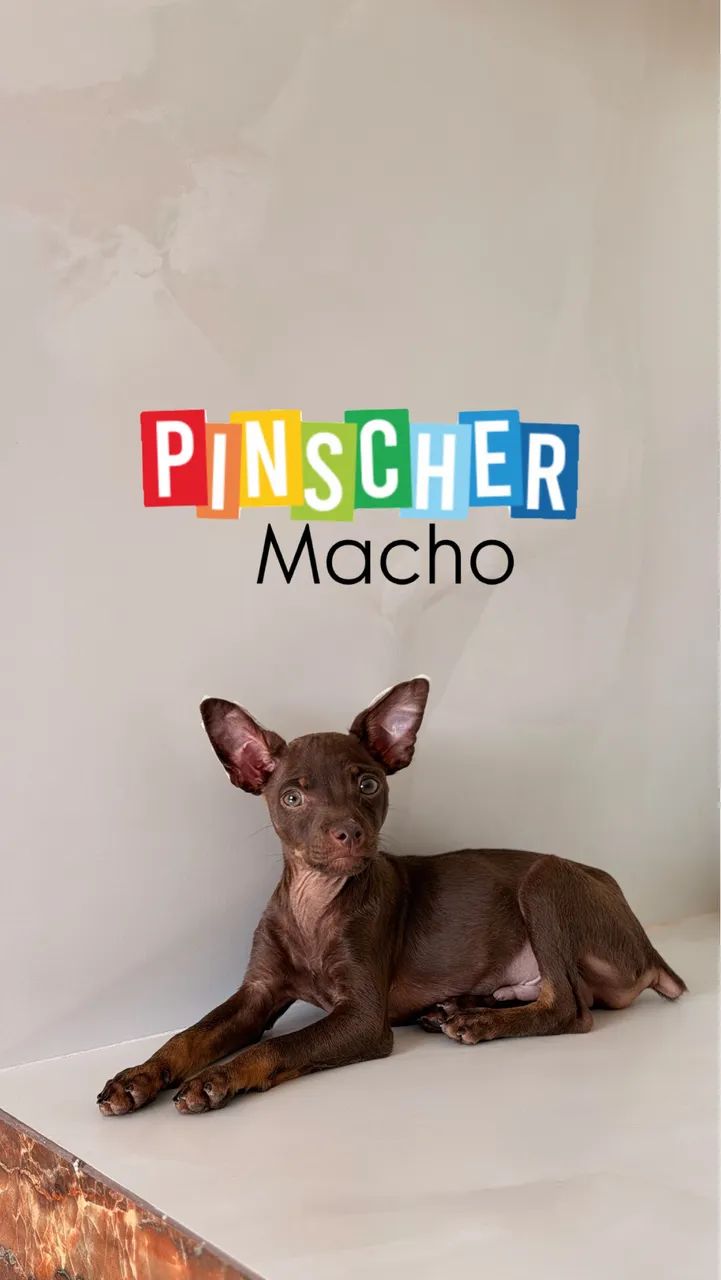 Pinscher chocolate macho  - Foto 3