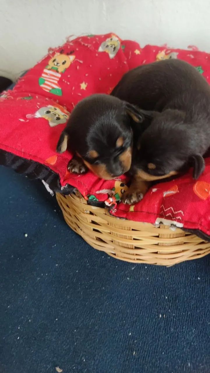 Bbs de quatro patas  - Foto 4