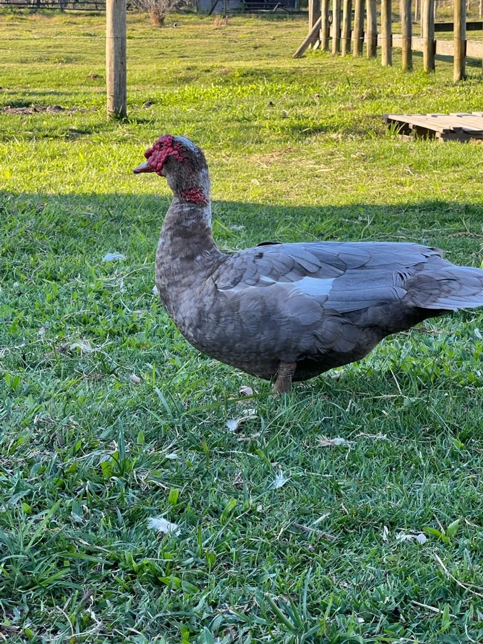 Pato chocolate macho - Foto 2